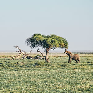 elephant reaching leaves of tree during daytime thumbnail