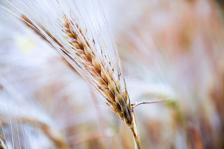 close photography of brown wheat thumbnail