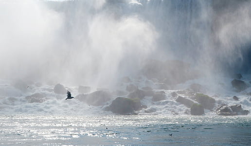bird flying above water thumbnail