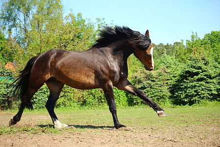 horse on green grass near trees during day thumbnail