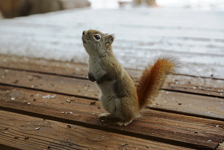 brown and gray squirrel on brown wooden floor thumbnail