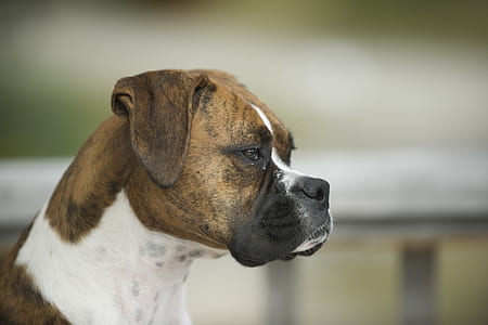 closeup photography of adult boxer thumbnail