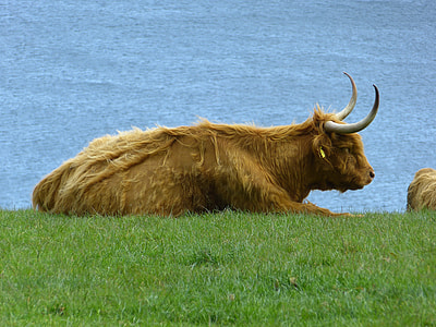 Beef, Scottish Highland Cow thumbnail