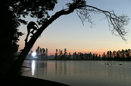 person climbing tree near body of water thumbnail