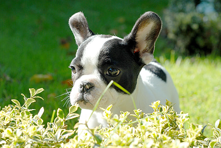 white and black French bulldog puppy thumbnail