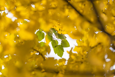 green tree leaves as seen through yellow leaves thumbnail