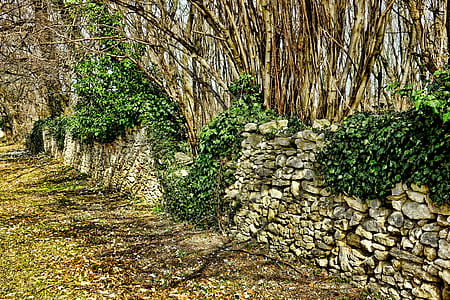 photo of brown and green trees thumbnail