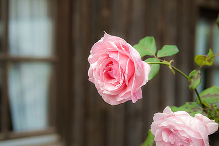 shallow focus photography of pink rose thumbnail