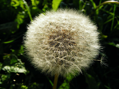 Dandelion, Faded thumbnail