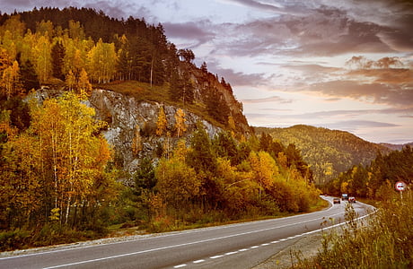 green and brown trees near road photo thumbnail