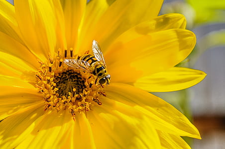 hoverfly perching on yellow flower bud thumbnail