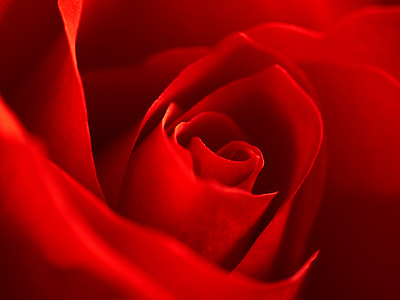 redrose wallpaper thumbnail
