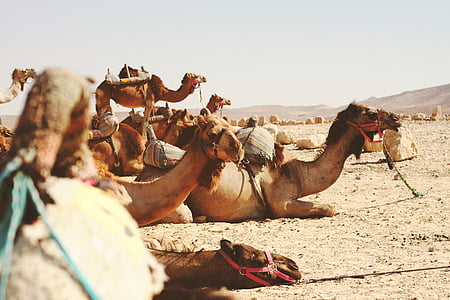 group of camels lying on desert thumbnail