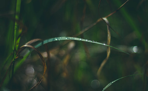 closeup photo of green grass with water droplets thumbnail