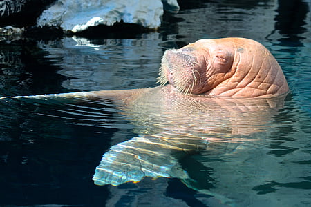 brown walrus swimming on body of water thumbnail