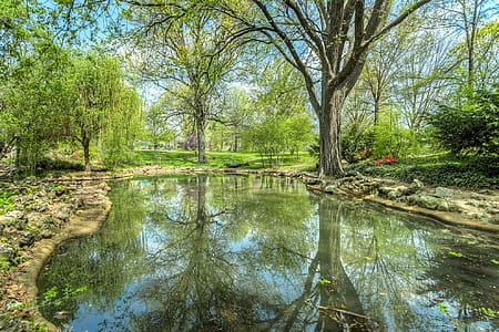 Green Leafed Tree Near River thumbnail