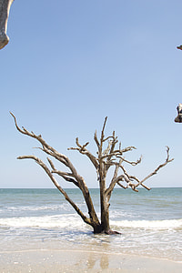 bare tree near body of water thumbnail
