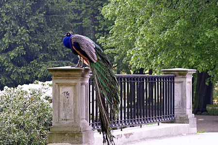 peacock on bride rail thumbnail