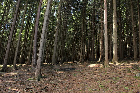 landscape photo of trees thumbnail