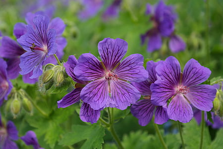 selected focus photo of purple petaled flowers thumbnail