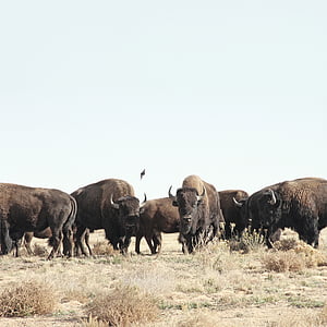 closeup photo of brown bisons thumbnail