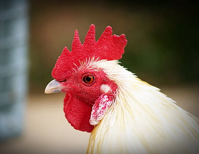 white rooster in close-up photography thumbnail