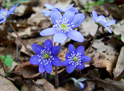 blue flowers thumbnail