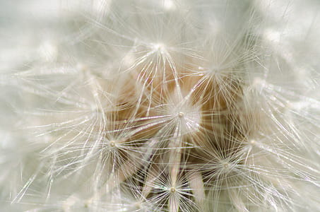 nature, flower, macro, dandelion thumbnail