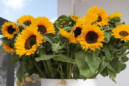 yellow sunflowers thumbnail