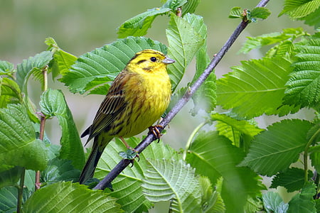 yellow bird perched on branch at daytime thumbnail