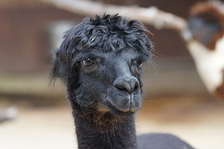 black llama thumbnail