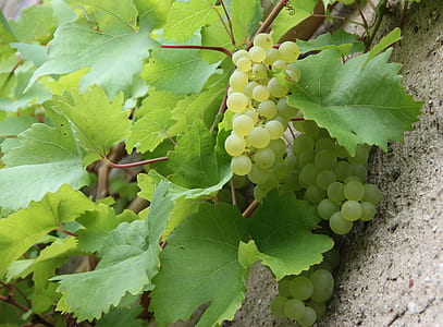 green fruit-bearing grape plant thumbnail