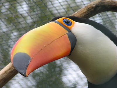 closeup photography of toucan thumbnail