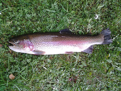 gray and purple fish on green grass ground thumbnail