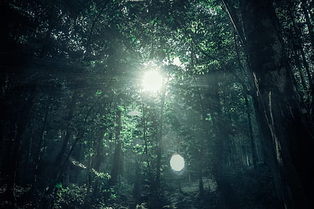 Green Rainforest Under Sunny Day thumbnail