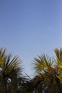 photo of coconut trees during daytime thumbnail