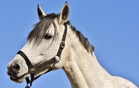 white horse thumbnail