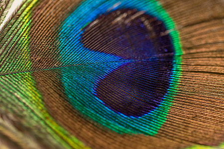 macro photography of a peacock feather thumbnail