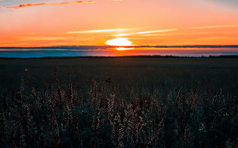 green leafed plant field during sunset thumbnail