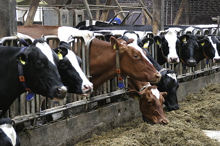 herd of cows thumbnail