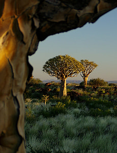 green leaf trees during daytime photo thumbnail