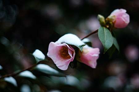 selective focus photography of pink petaled flower thumbnail