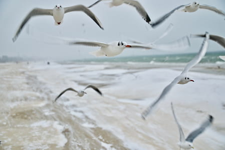 birds flying across sea thumbnail
