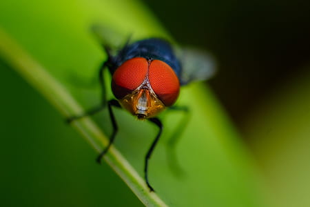 Macro Shot of Fly on Leaf thumbnail