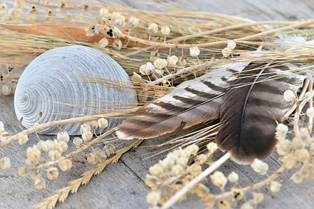 feathers beside sheel thumbnail