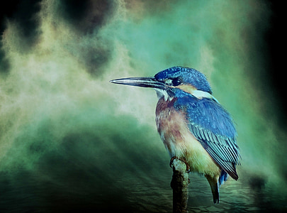 blue, brown, and beige bird standing on branch thumbnail
