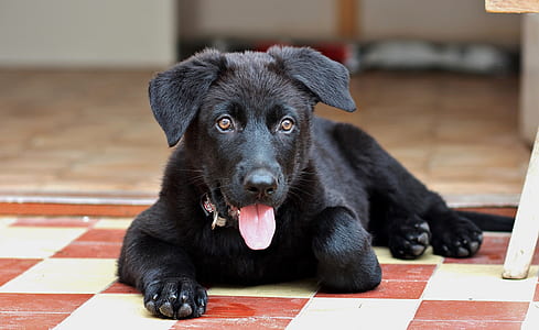 black Labrador retriever puppy thumbnail