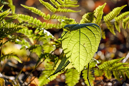 selective-focus photography of green leaf plant behind green fern thumbnail