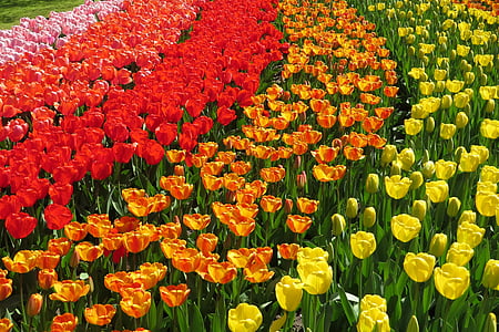 closeup photo of variety of color petaled flowers during daytime thumbnail