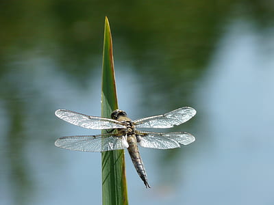 selective focus photography og dragonfly on green leaf thumbnail